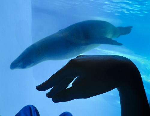 Foto ganadora del 1er Premio del Concurso de Fotografía Digital del INICO en 2012
